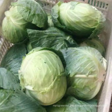 Good Quality of Fresh Cabbage From China